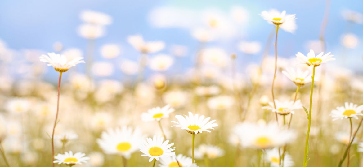 Get Your Home Market Ready for Spring February To Do List for Sellers