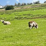 e2fec9d2 Sheep.jpg