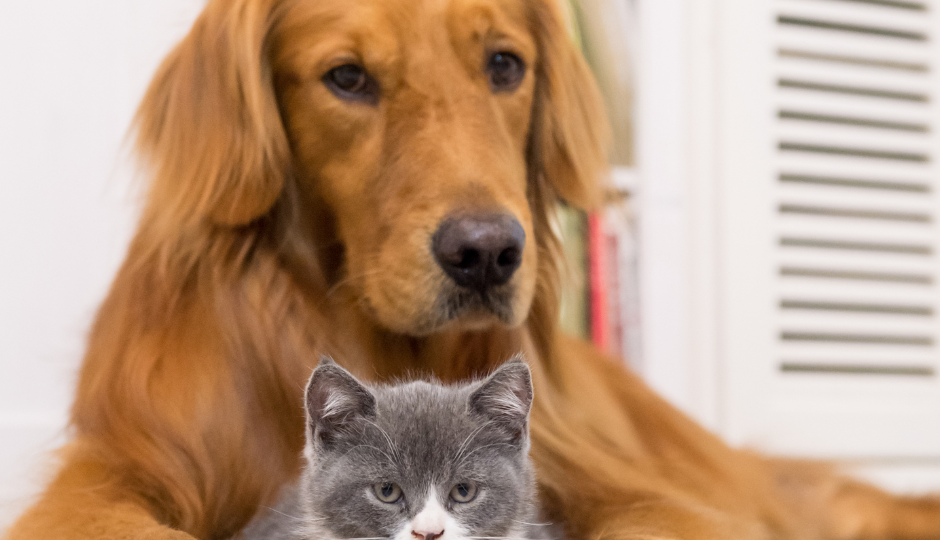 Selling a property with pets (1)