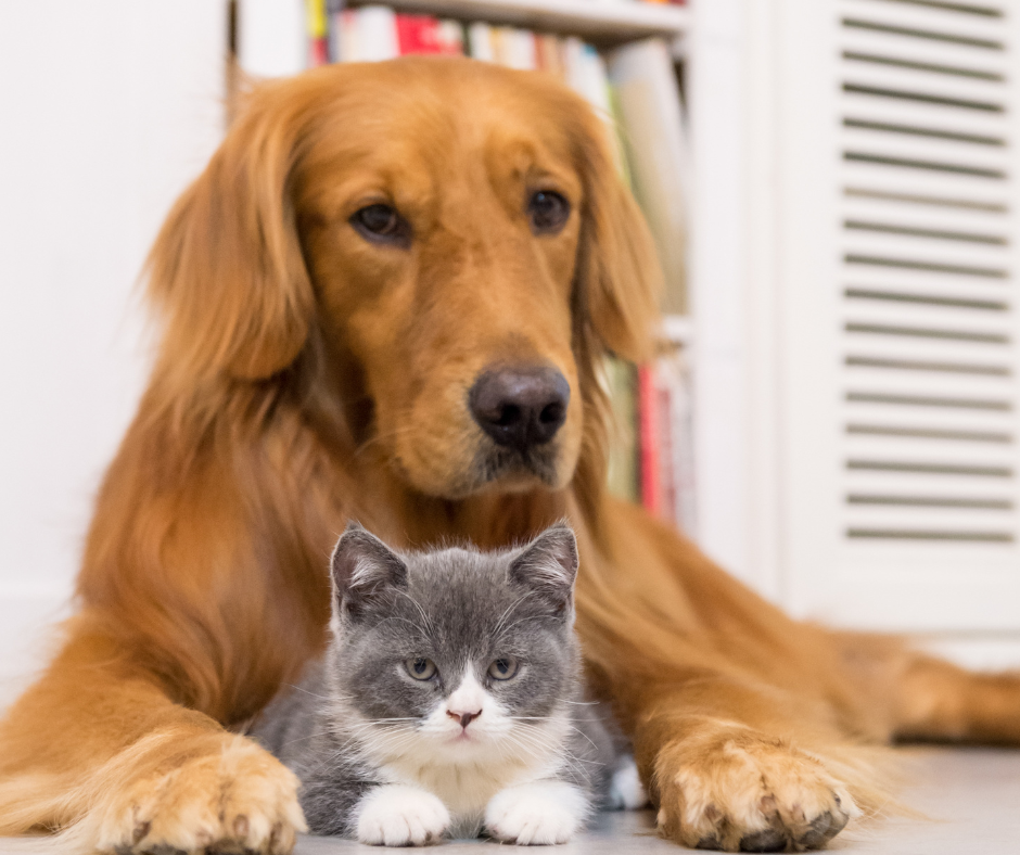 6-tips-for-selling-your-home-with-pets