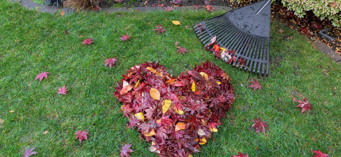 gardening jobs to do in autumn