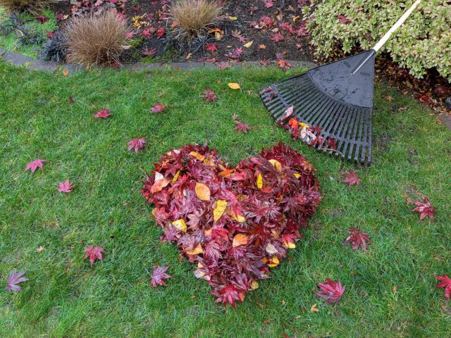 gardening jobs to do in autumn